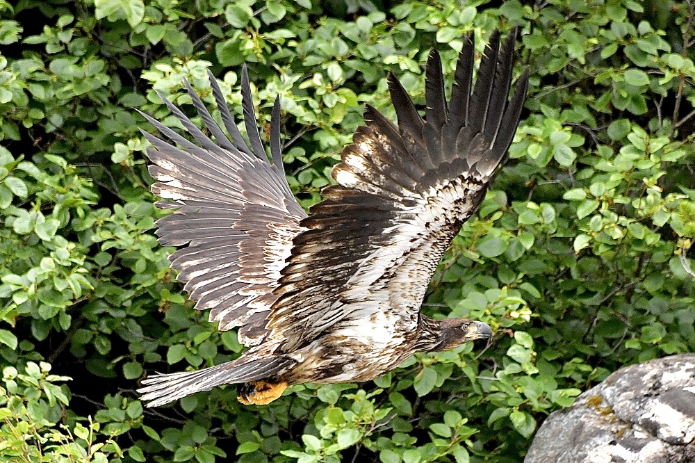 Sun Photo A00057 Young Bald Eagle Near Skagway Alaska